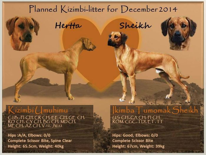 Sheikh & Hertta pennut syntyivät 4.2.2015