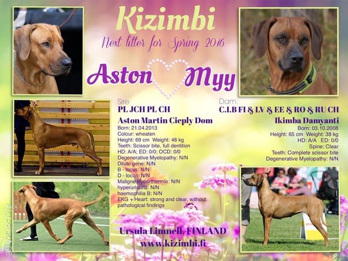 Aston & Myy pennut syntyivät 7.6.2016