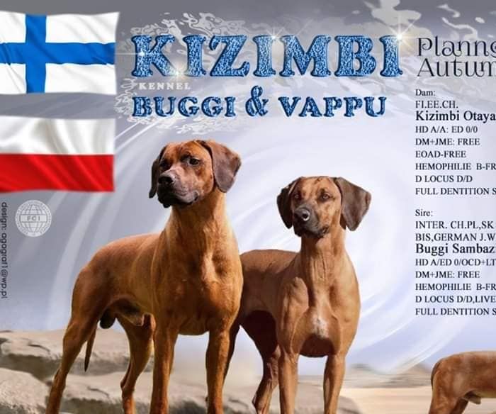 Jasiri pennut viisi narttua ja yksi uros syntyivät 2.12.2020.